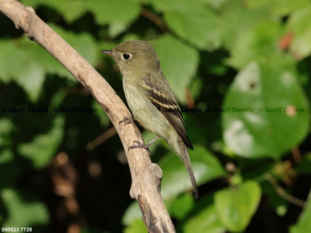 YBFL-AB_Yellow-bellied-Flycatcher