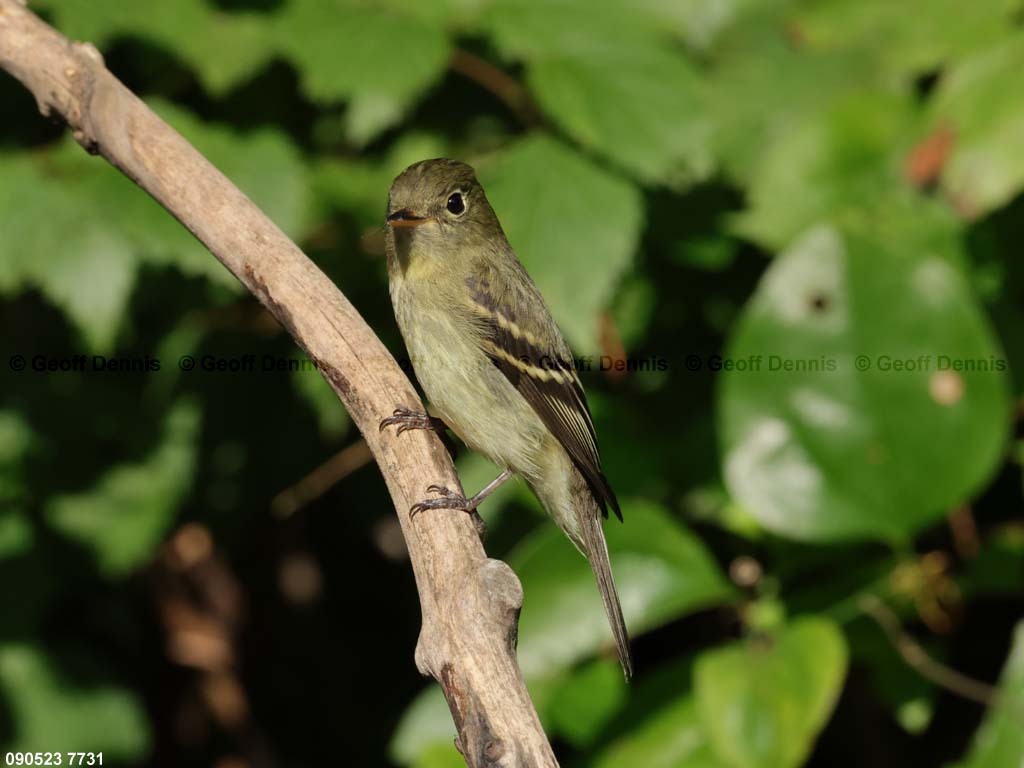 YBFL-AC_Yellow-bellied-Flycatcher