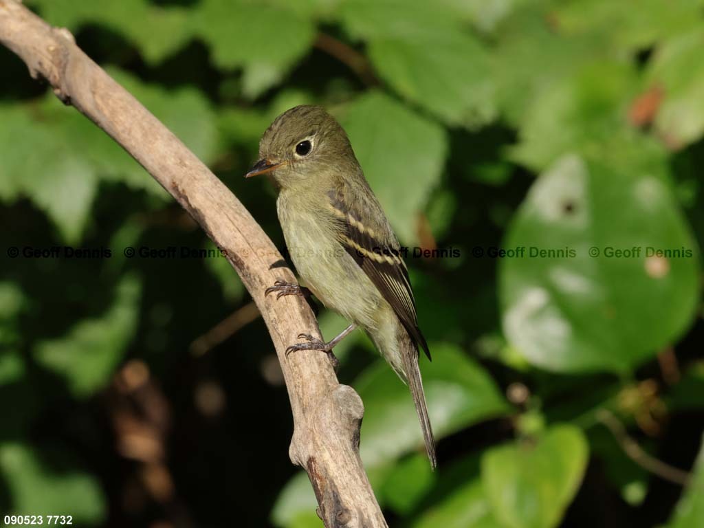 YBFL-AD_Yellow-bellied-Flycatcher