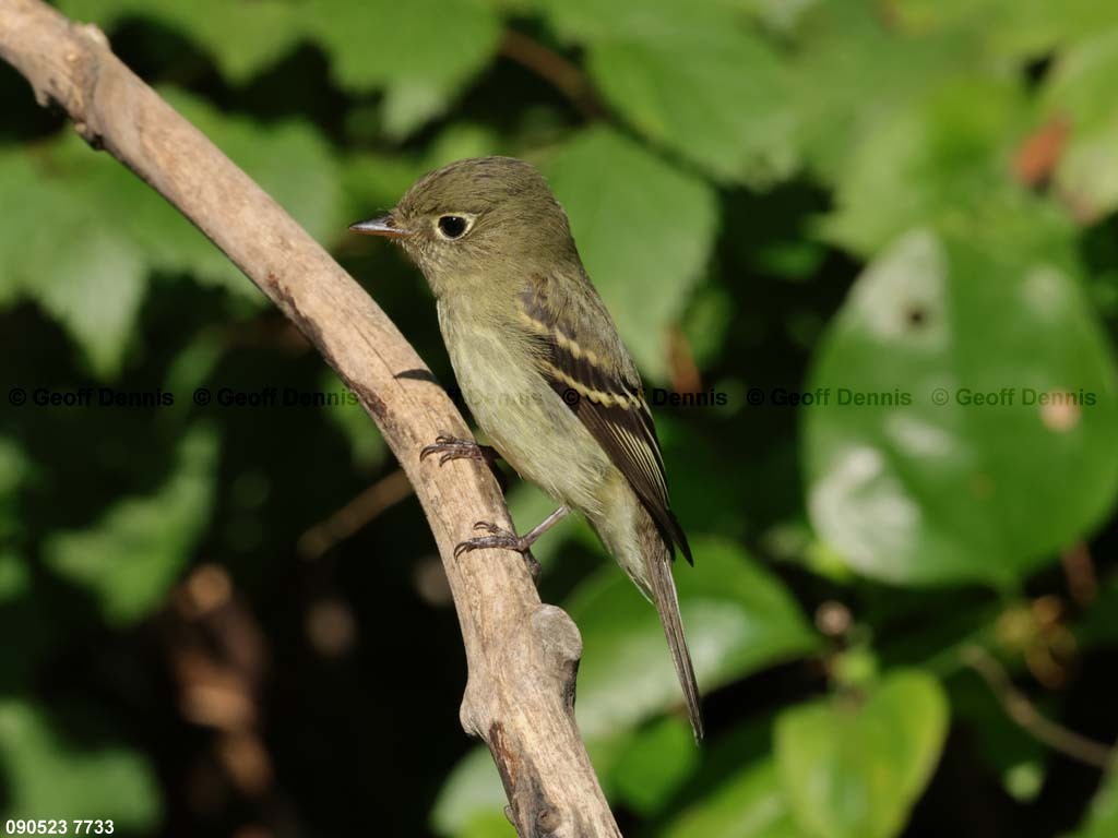 YBFL-AE_Yellow-bellied-Flycatcher