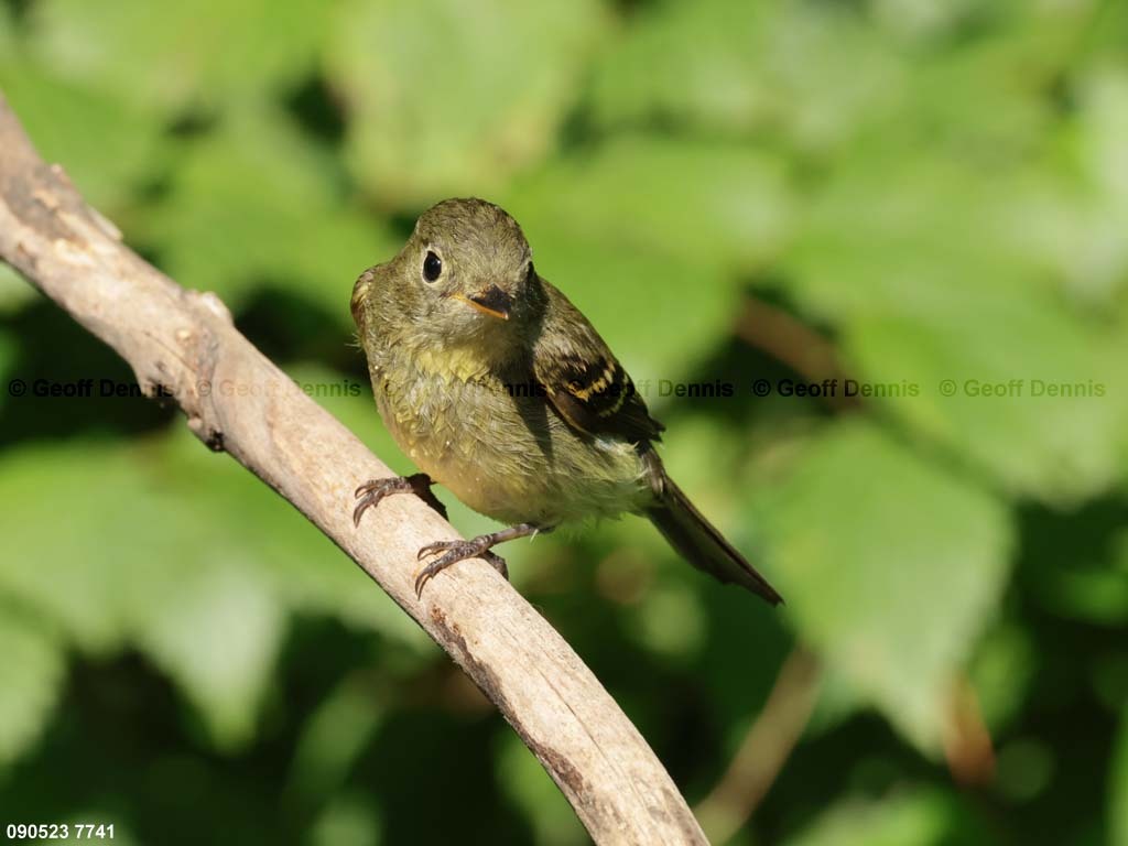 YBFL-AF_Yellow-bellied-Flycatcher