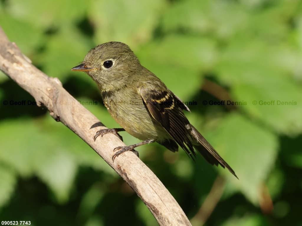 YBFL-AG_Yellow-bellied-Flycatcher