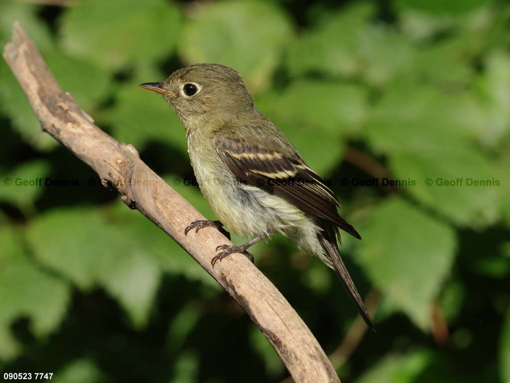 YBFL-AH_Yellow-bellied-Flycatcher
