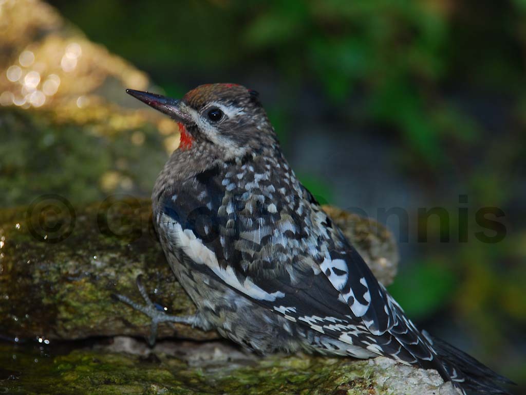 YBSS-AA_Yellow-bellied-Sapsucker