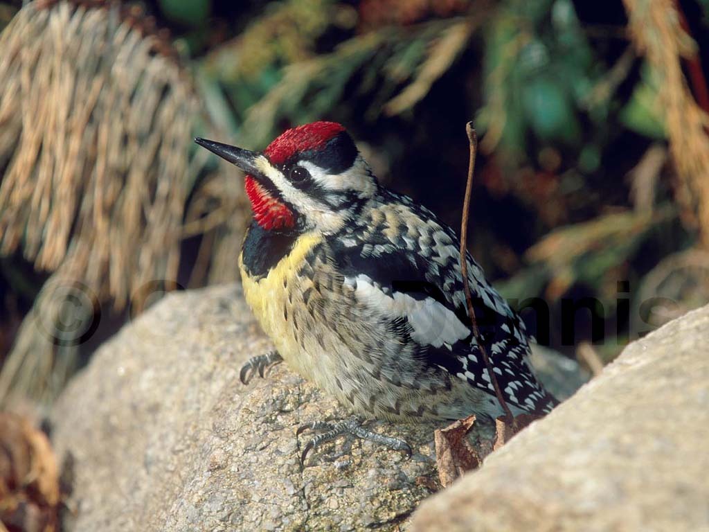 YBSS-AB_Yellow-bellied-Sapsucker