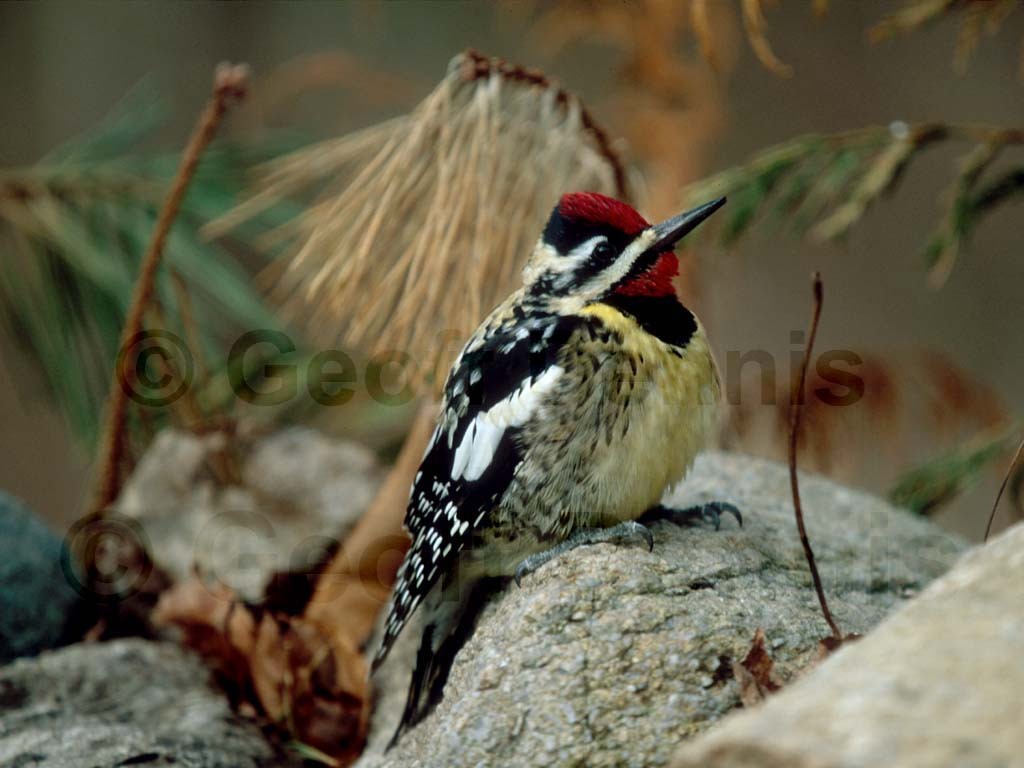 YBSS-AC_Yellow-bellied-Sapsucker