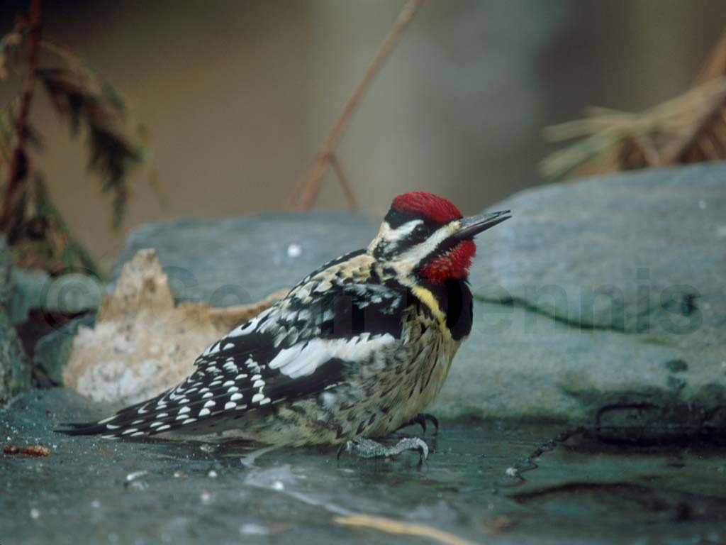 YBSS-AD_Yellow-bellied-Sapsucker