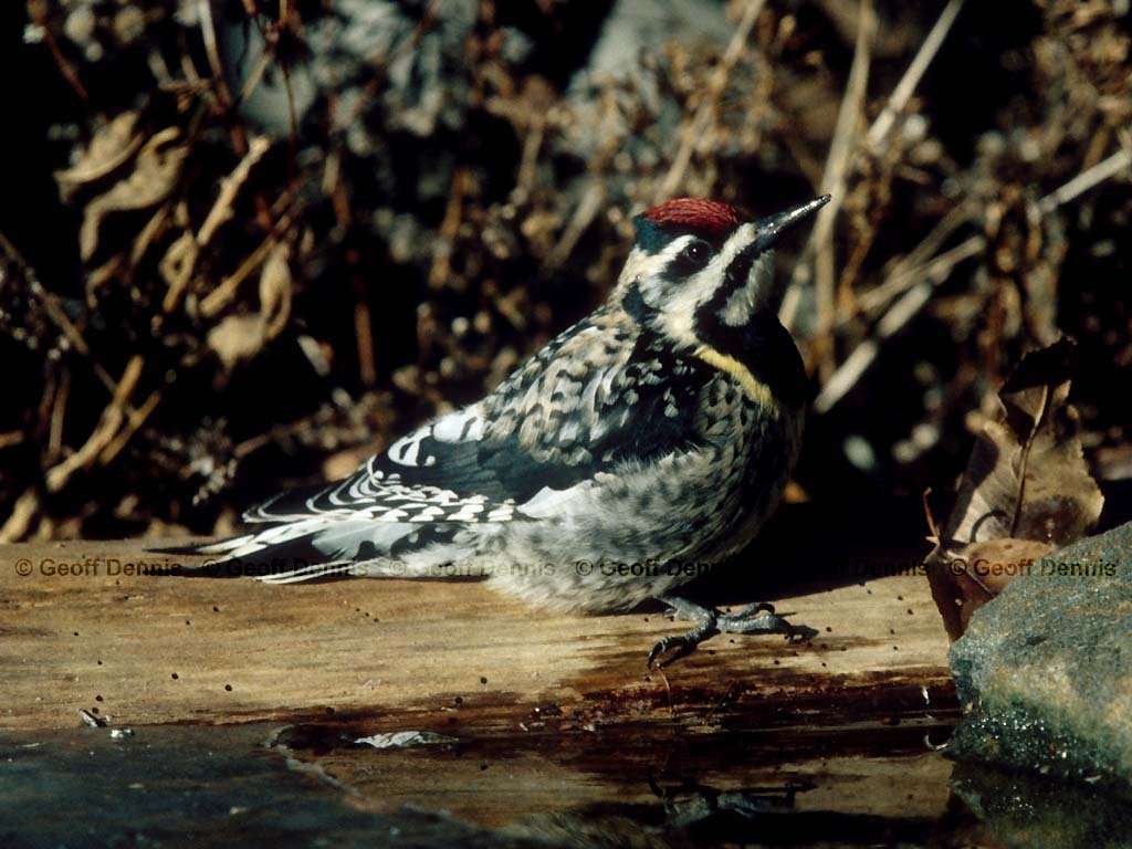 YBSS-AE_Yellow-bellied-Sapsucker