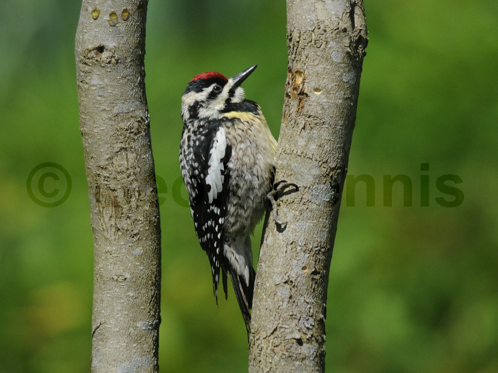 YBSS-AF_Yellow-bellied-Sapsucker