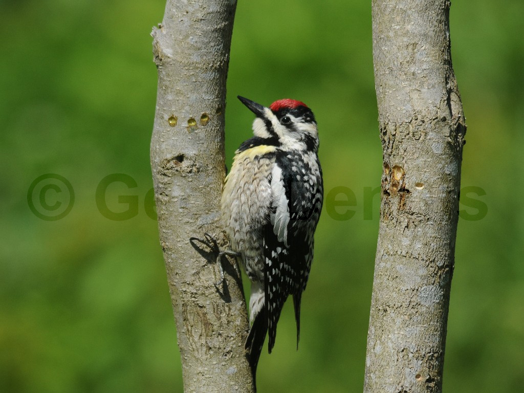 YBSS-AG_Yellow-bellied-Sapsucker