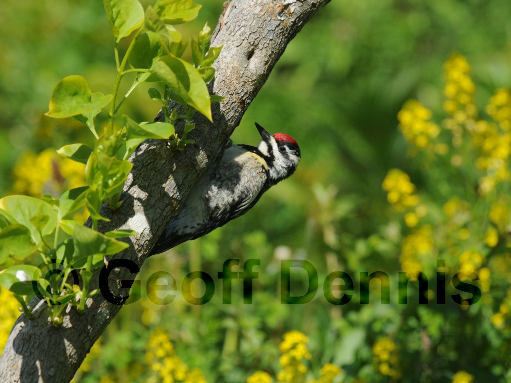 YBSS-AH_Yellow-bellied-Sapsucker