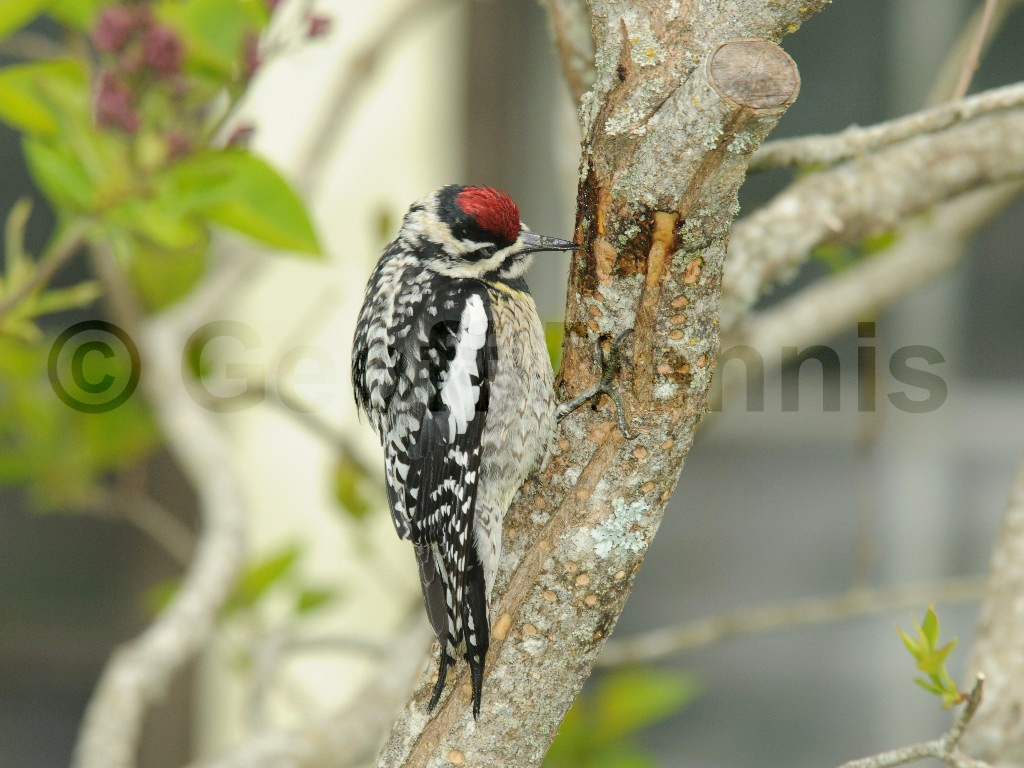 YBSS-AI_Yellow-bellied-Sapsucker
