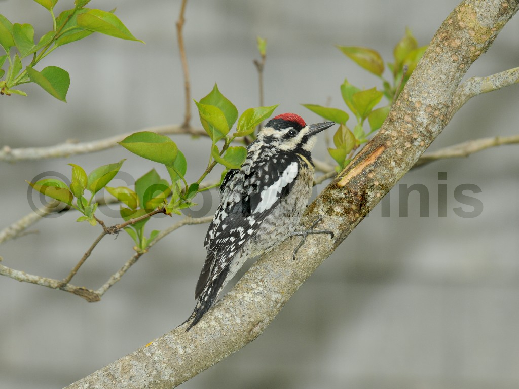 YBSS-AJ_Yellow-bellied-Sapsucker