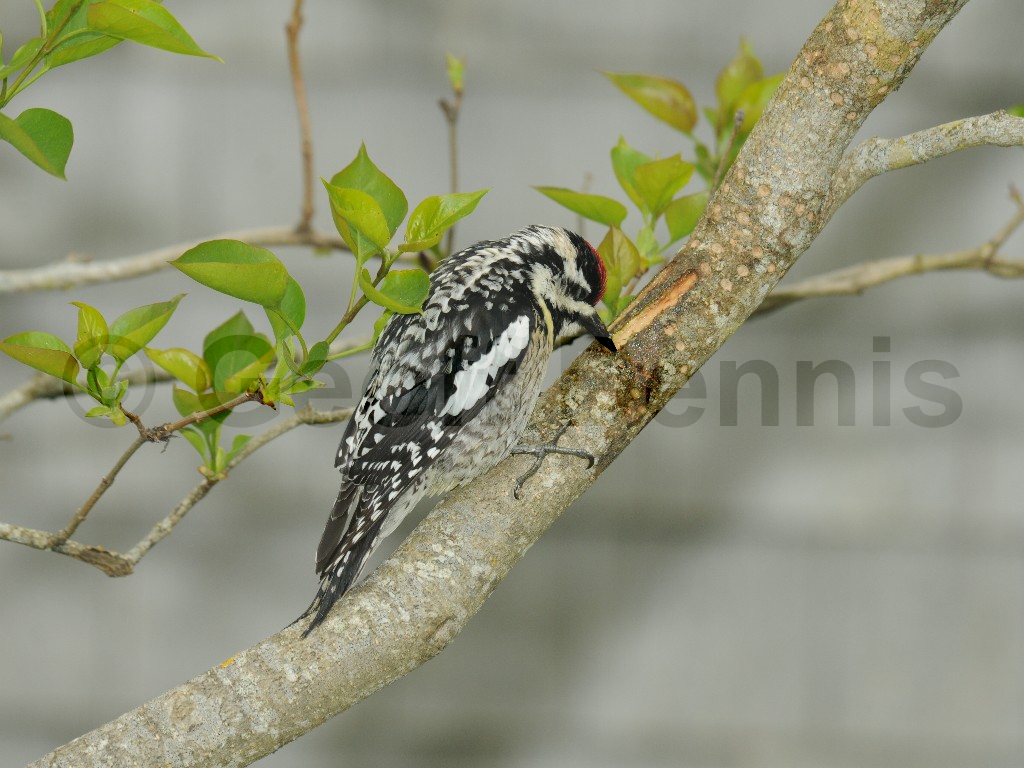 YBSS-AK_Yellow-bellied-Sapsucker