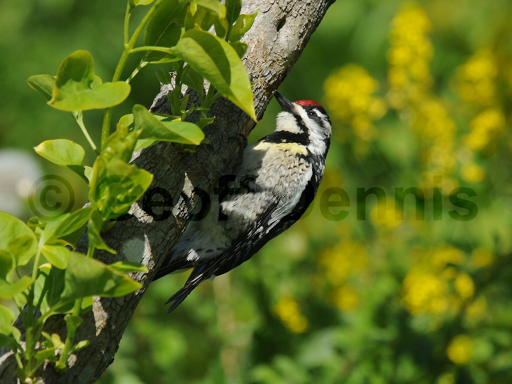 YBSS-AL_Yellow-bellied-Sapsucker
