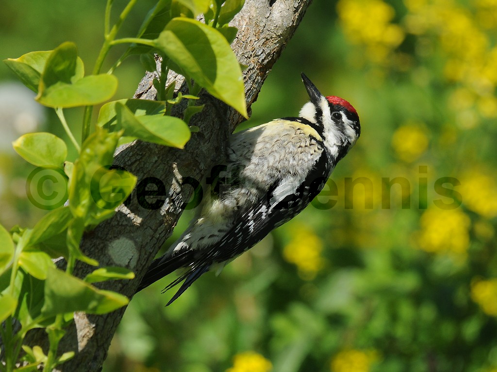 YBSS-AM_Yellow-bellied-Sapsucker