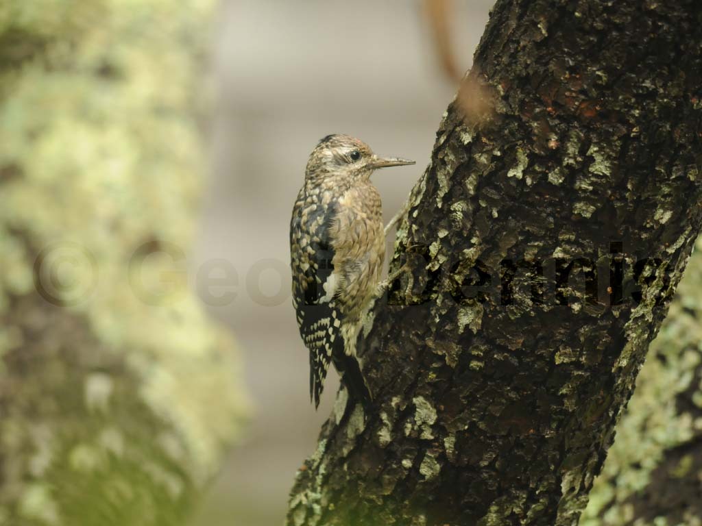 YBSS-AN_Yellow-bellied-Sapsucker