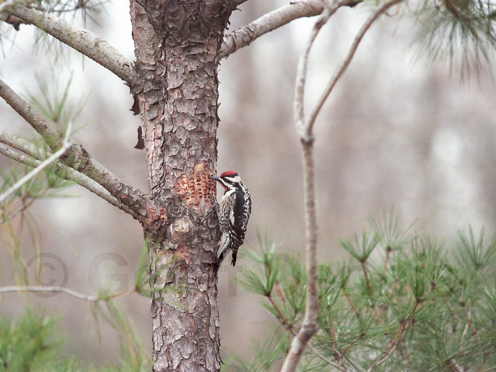 YBSS-AO_Yellow-bellied-Sapsucker