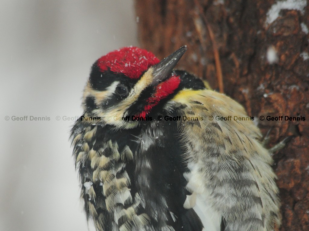 YBSS-AP_Yellow-bellied-Sapsucker