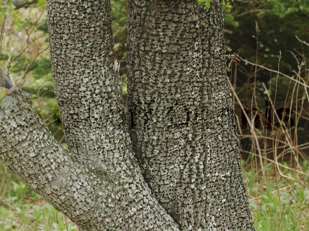 YBSS-AS_Yellow-bellied-Sapsucker