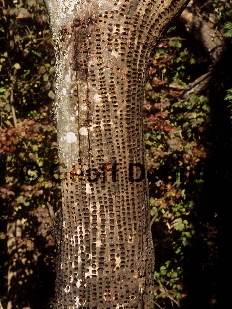 YBSS-AT_Yellow-bellied-Sapsucker
