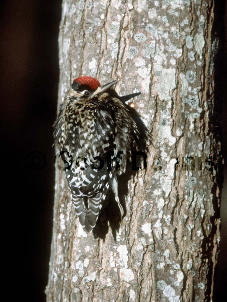 YBSS-AU_Yellow-bellied-Sapsucker