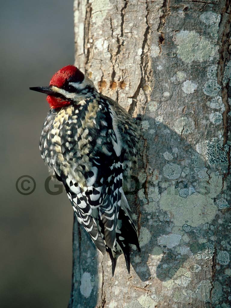YBSS-AV_Yellow-bellied-Sapsucker