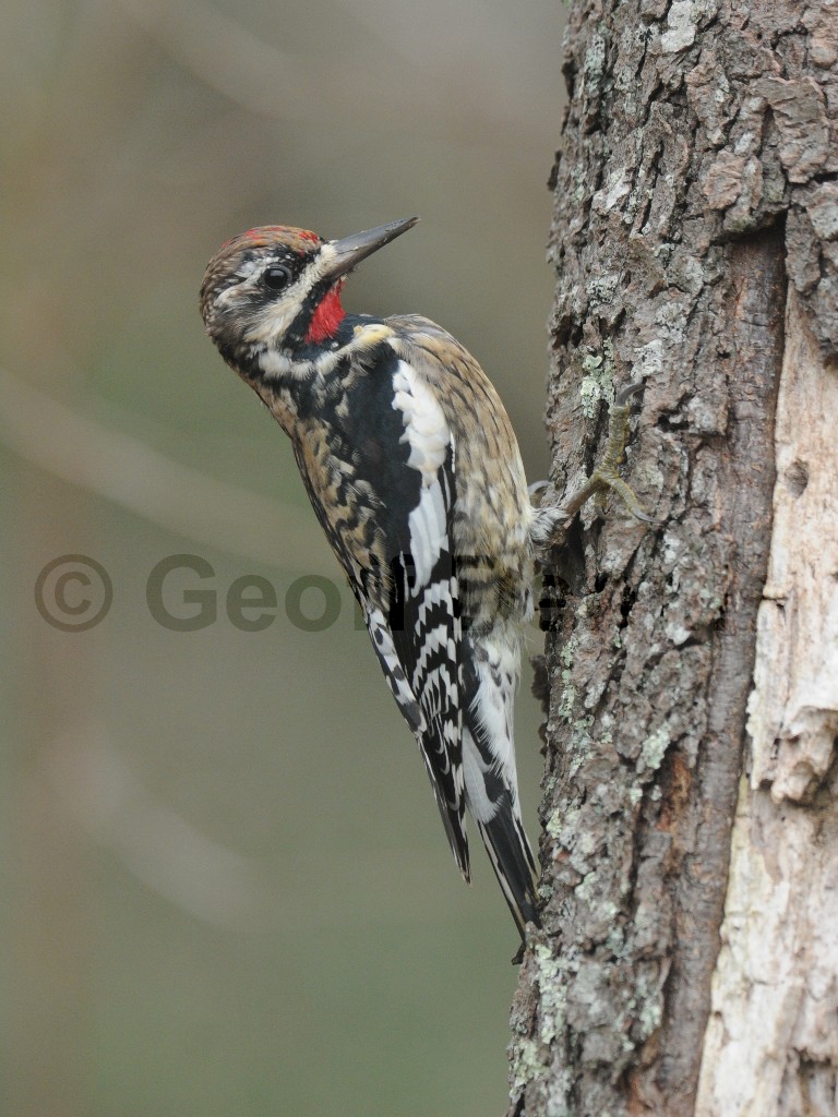 YBSS-AW_Yellow-bellied-Sapsucker