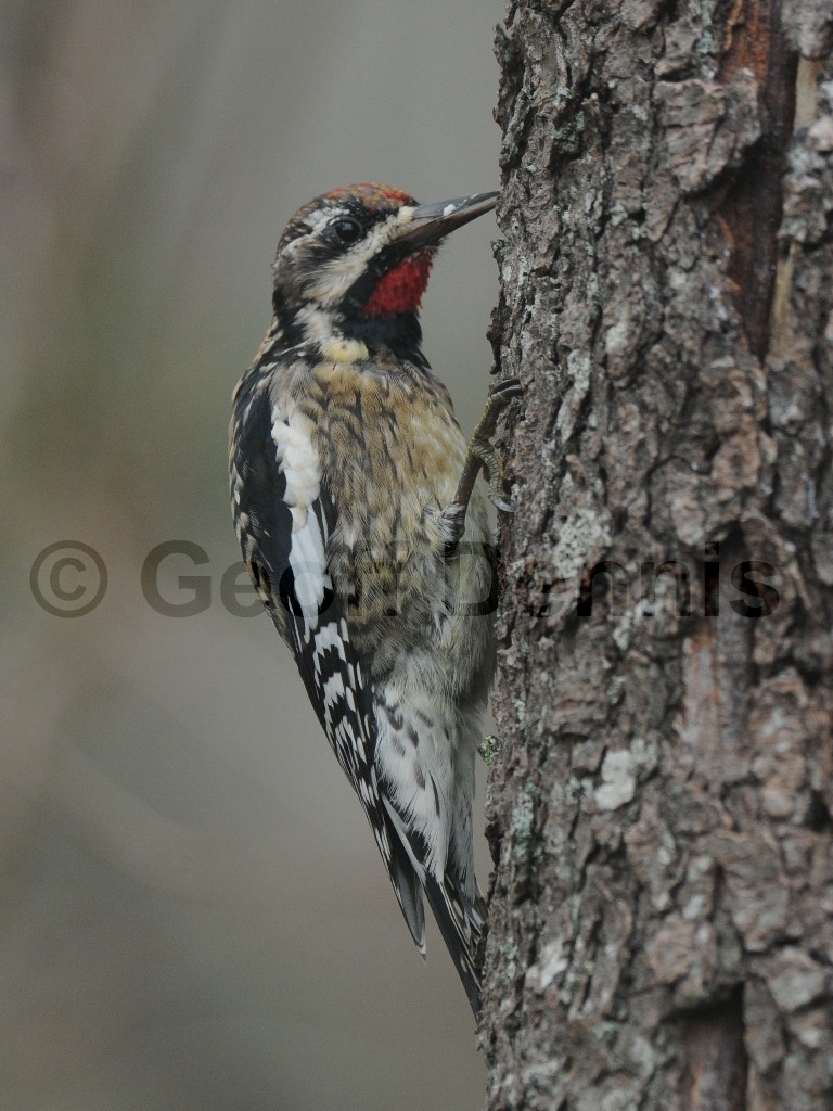 YBSS-AX_Yellow-bellied-Sapsucker