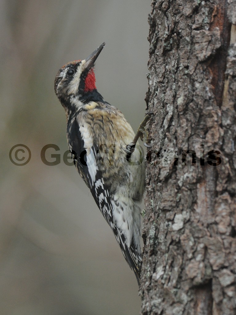YBSS-AY_Yellow-bellied-Sapsucker