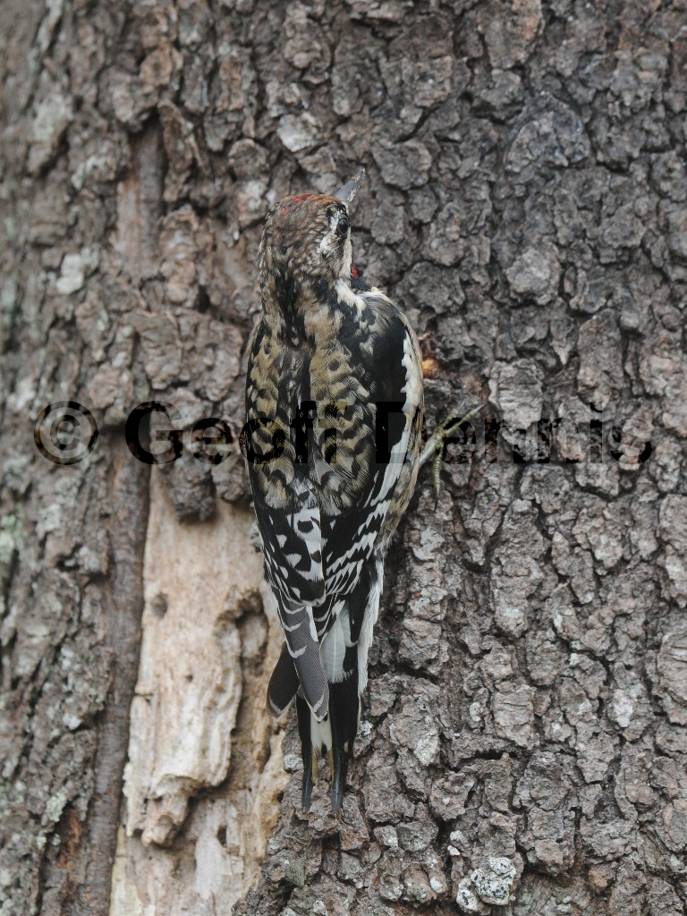 YBSS-AZ_Yellow-bellied-Sapsucker