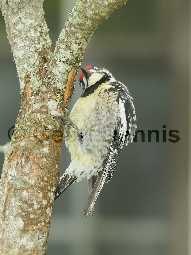 YBSS-BA_Yellow-bellied-Sapsucker