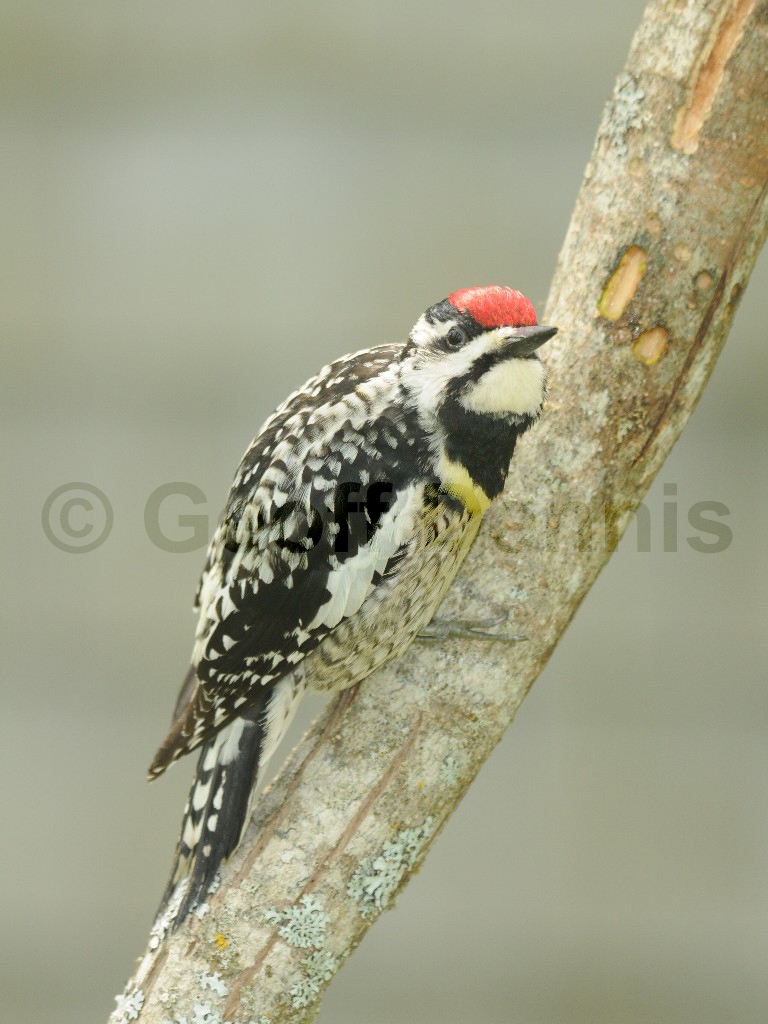 YBSS-BB_Yellow-bellied-Sapsucker