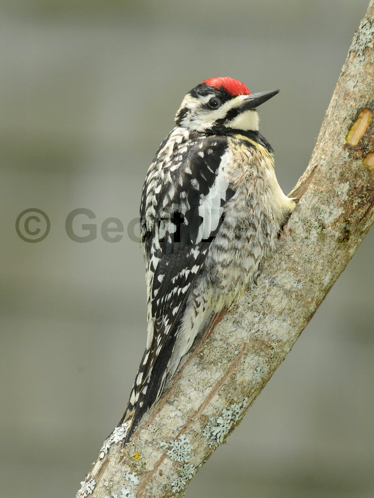 YBSS-BC_Yellow-bellied-Sapsucker