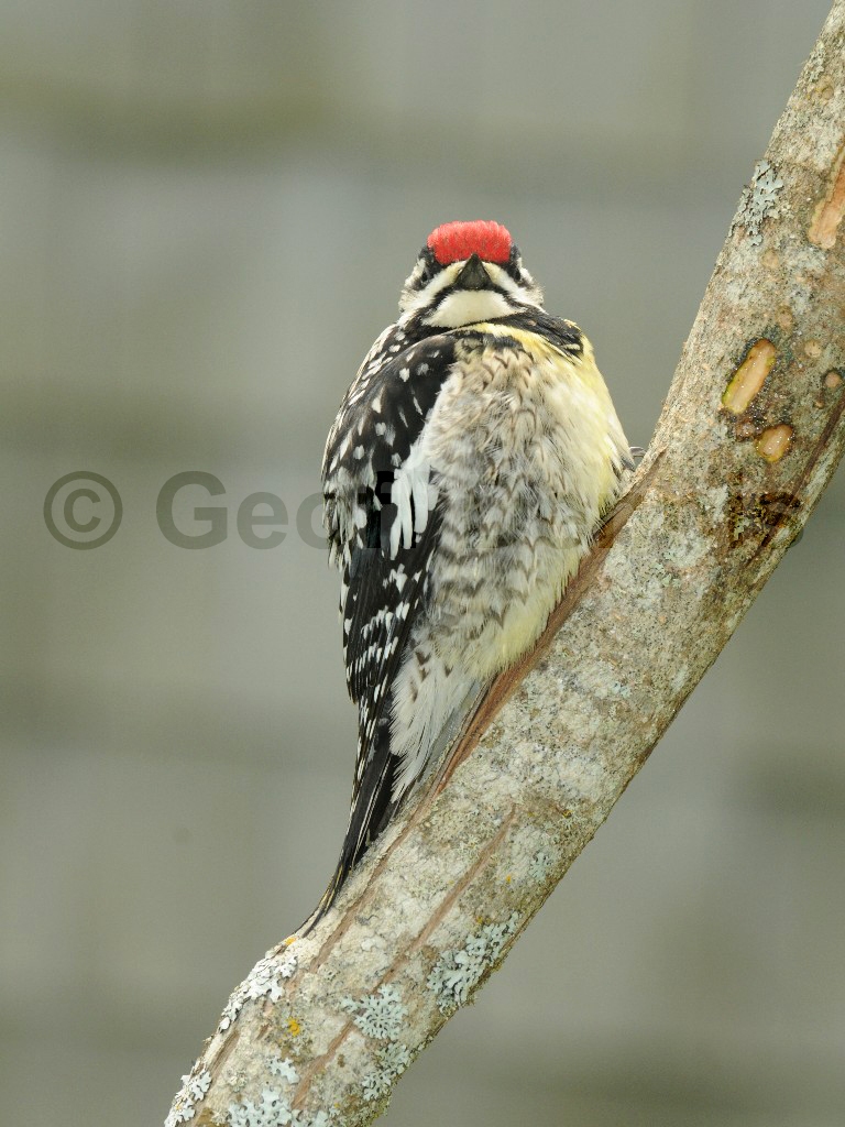 YBSS-BD_Yellow-bellied-Sapsucker