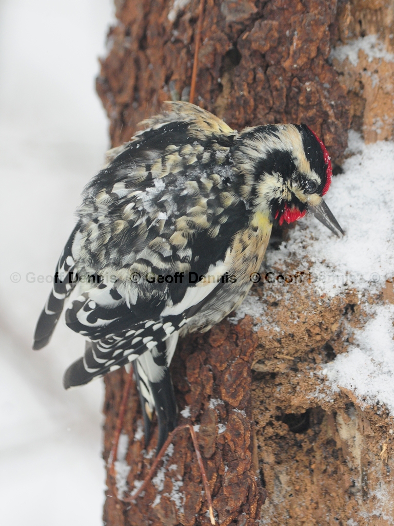 YBSS-BE_Yellow-bellied-Sapsucker