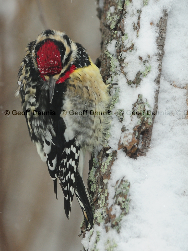 YBSS-BF_Yellow-bellied-Sapsucker