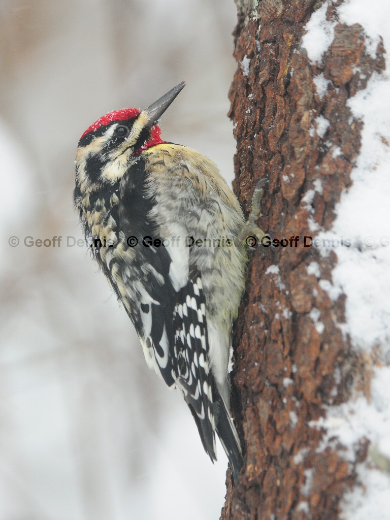 YBSS-BG_Yellow-bellied-Sapsucker