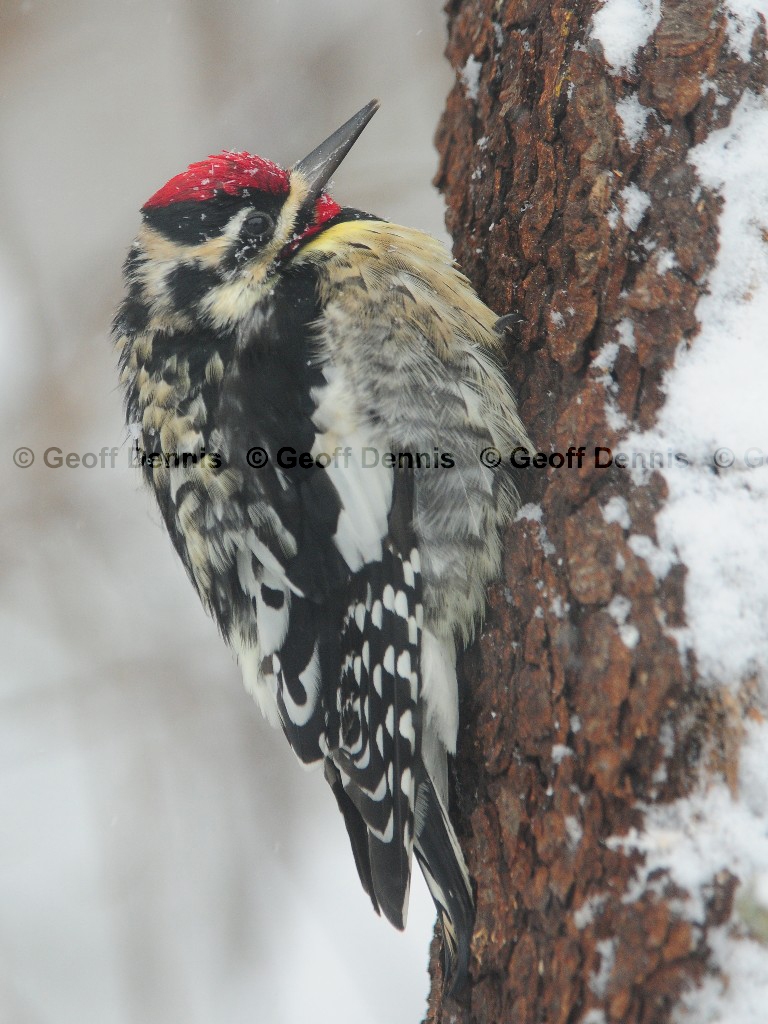 YBSS-BH_Yellow-bellied-Sapsucker