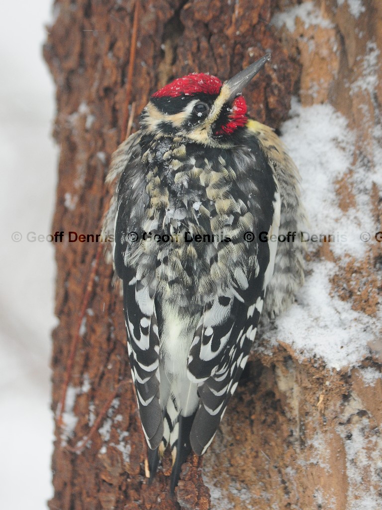 YBSS-BI_Yellow-bellied-Sapsucker