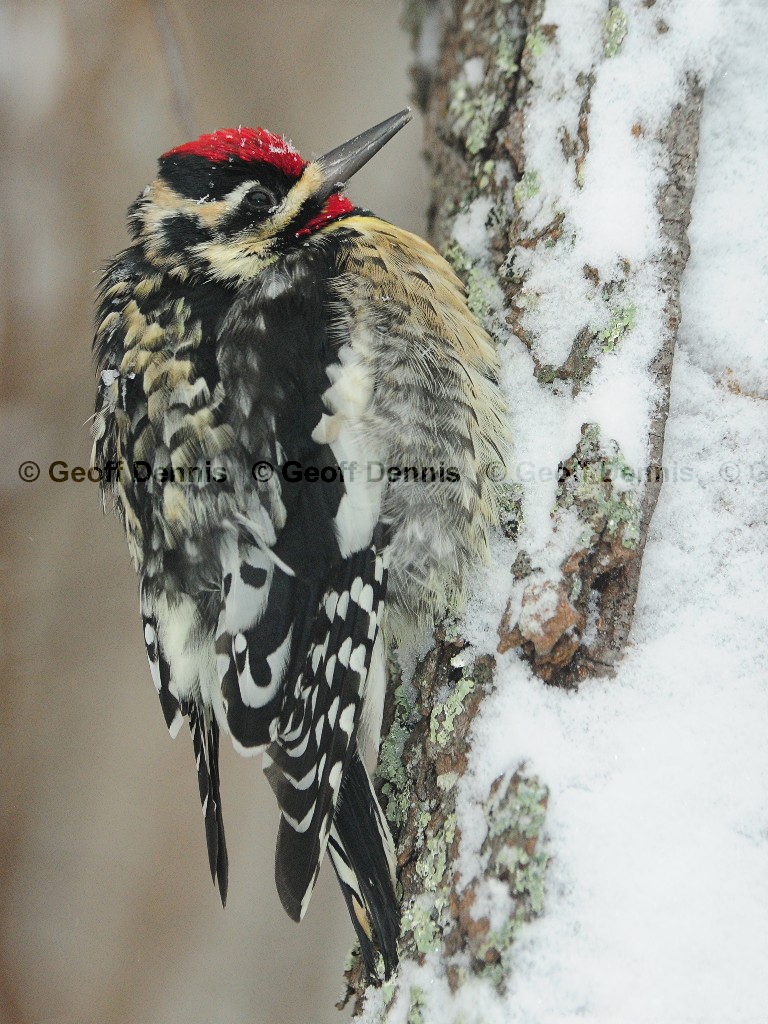 YBSS-BJ_Yellow-bellied-Sapsucker