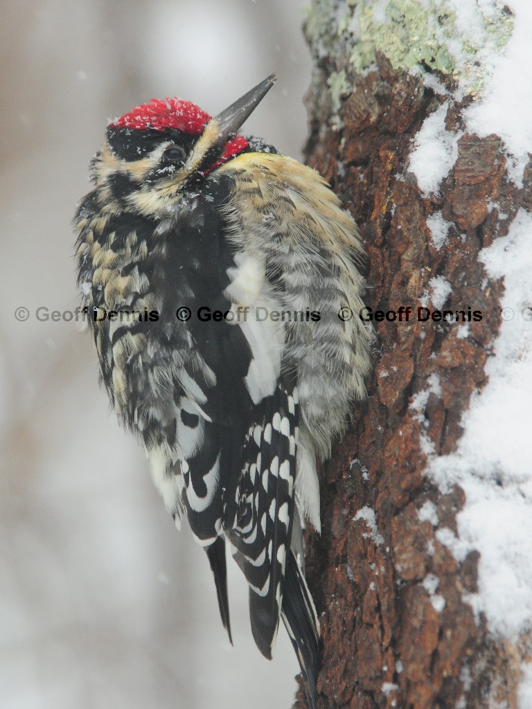 YBSS-BK_Yellow-bellied-Sapsucker