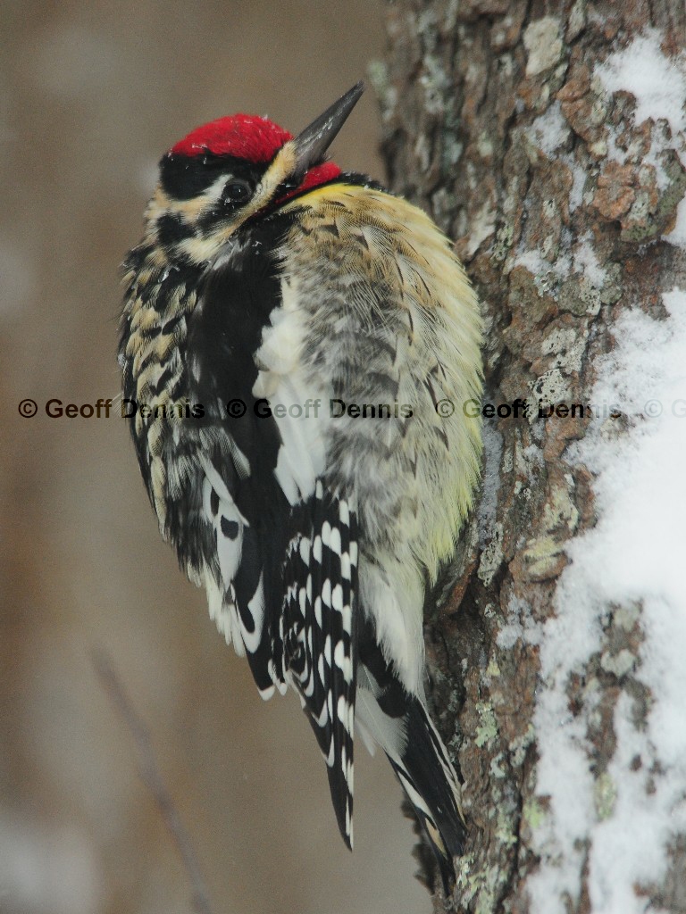 YBSS-BL_Yellow-bellied-Sapsucker