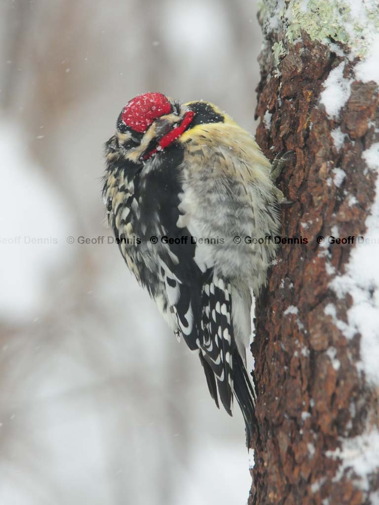 YBSS-BM_Yellow-bellied-Sapsucker