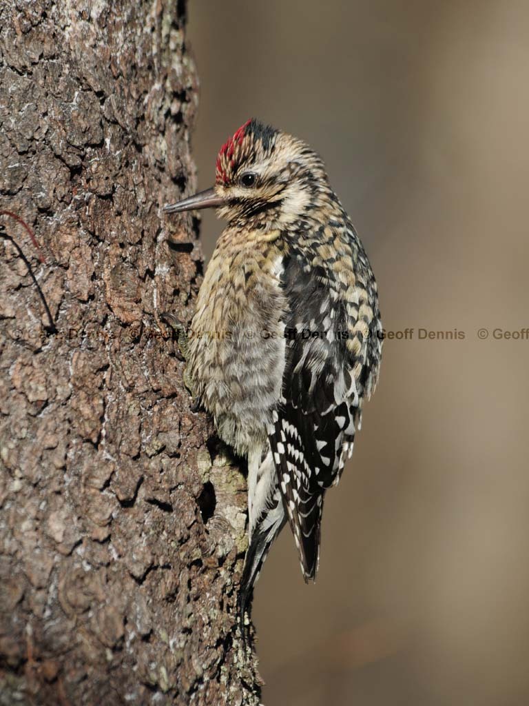 YBSS-BN_Yellow-bellied-Sapsucker