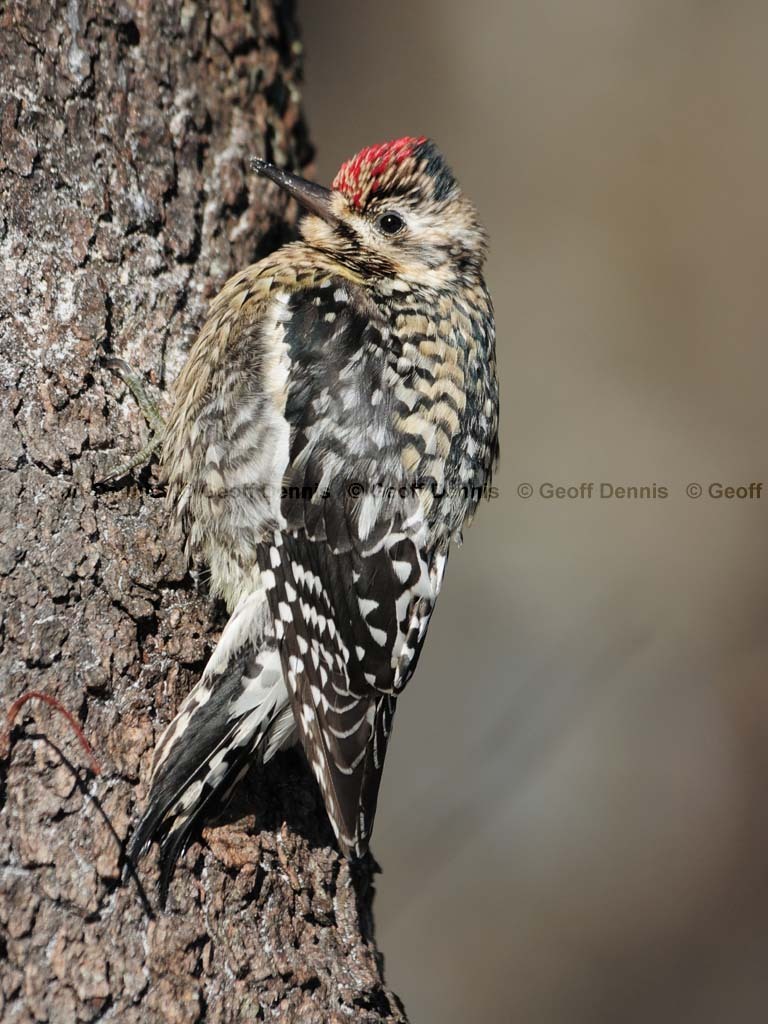 YBSS-BO_Yellow-bellied-Sapsucker