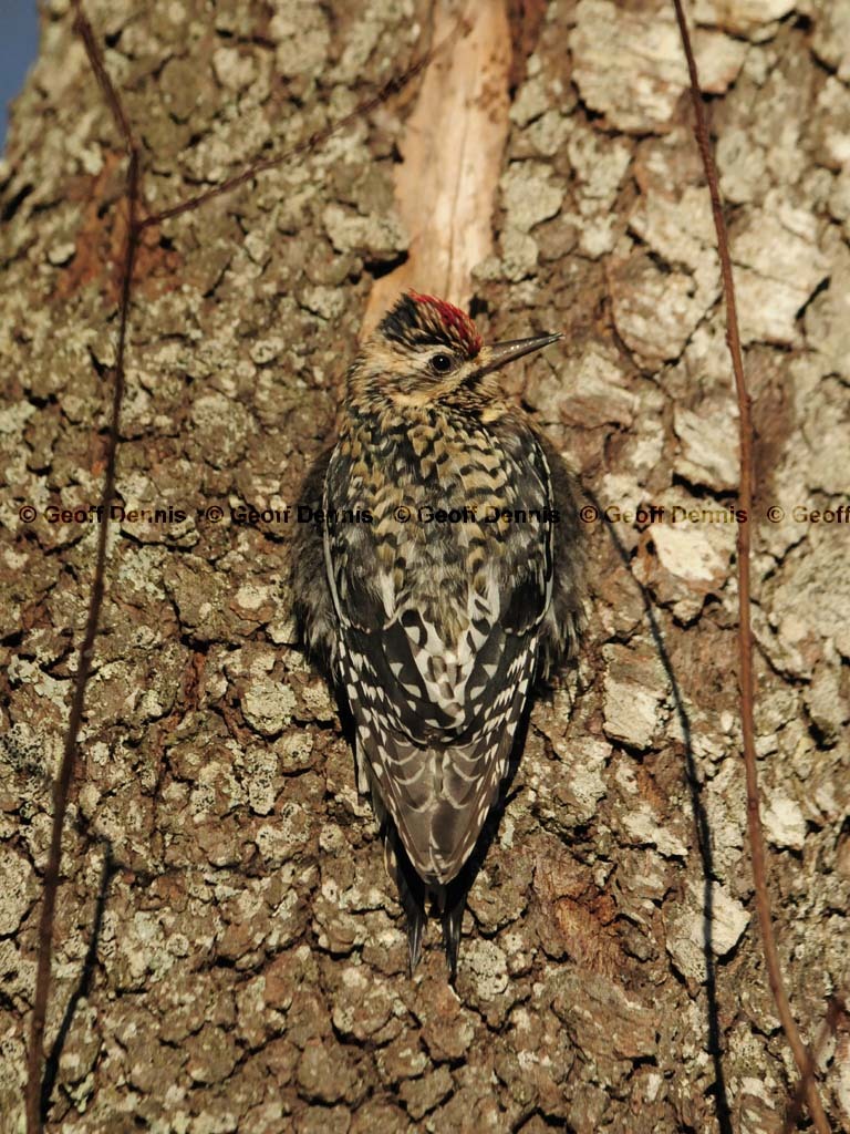 YBSS-BP_Yellow-bellied-Sapsucker