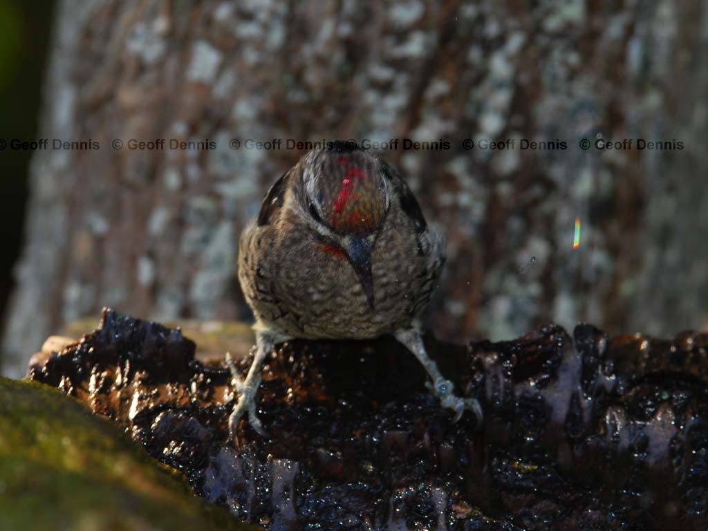 YBSS-BQ_Yellow-bellied-Sapsucker