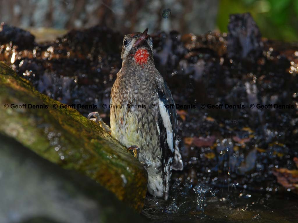 YBSS-BR_Yellow-bellied-Sapsucker