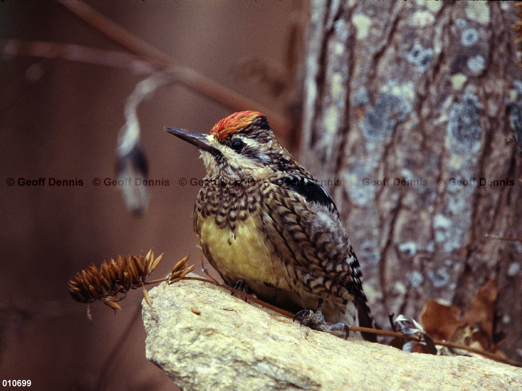 YBSS-BT_Yellow-bellied-Sapsucker